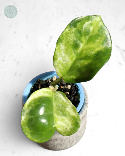 Hoya australis (peridot)