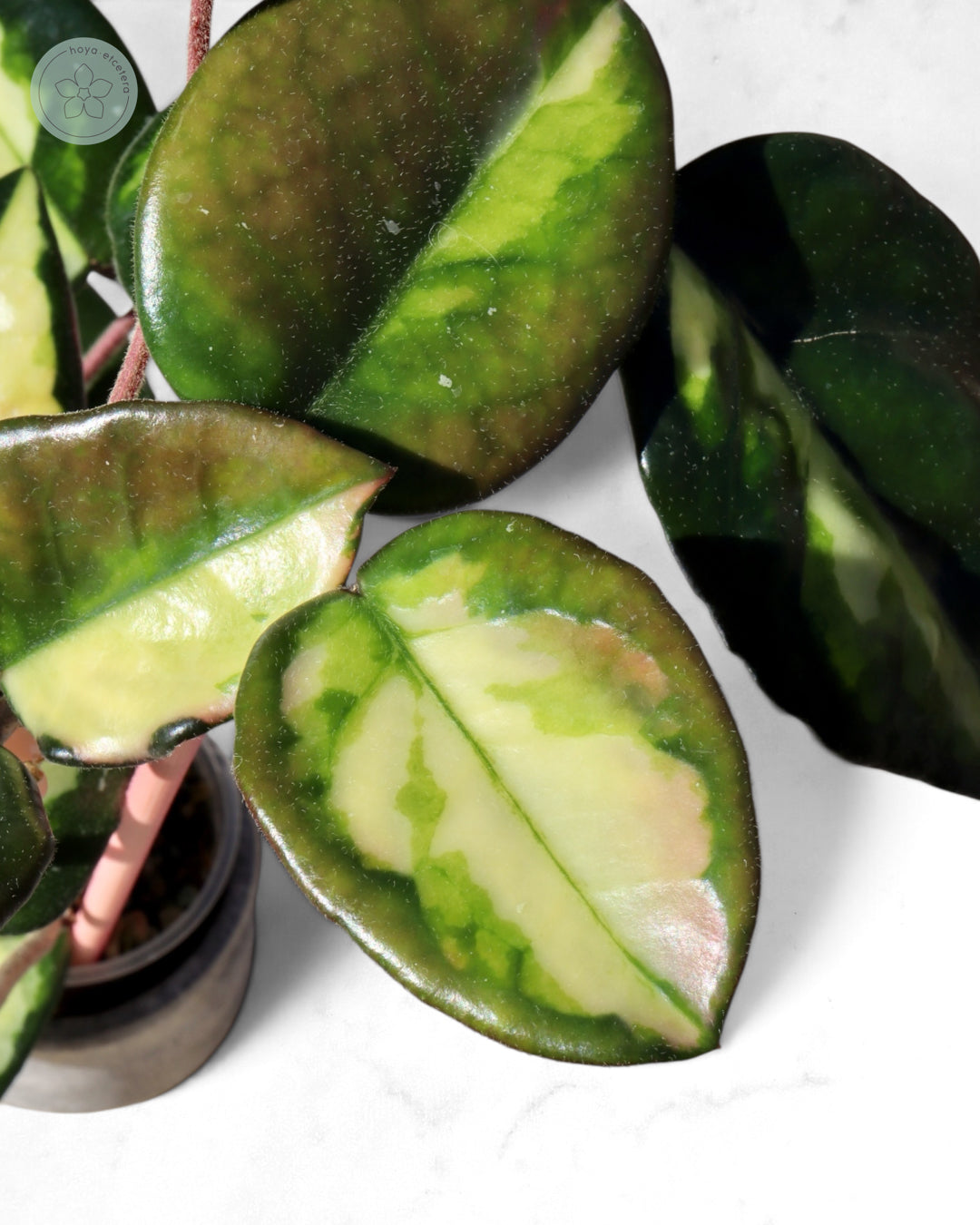Hoya 'Momo'