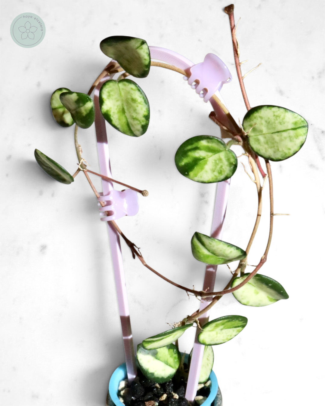Hoya 'Mathilde' (variegated)