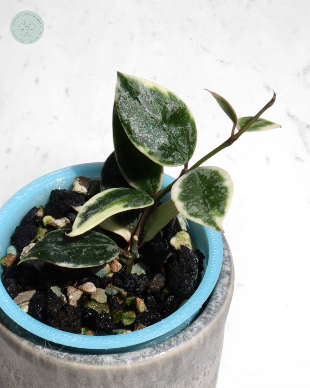 Hoya lacunosa 'Lumina'