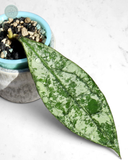 Hoya clemensiorum (Borneo silver)