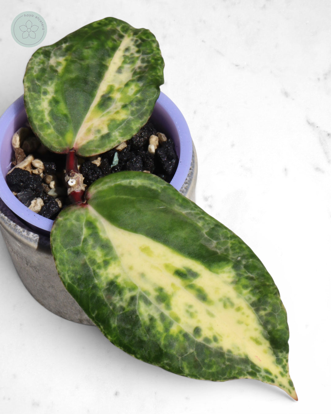 Hoya 'Swiffer’s Nightmare'