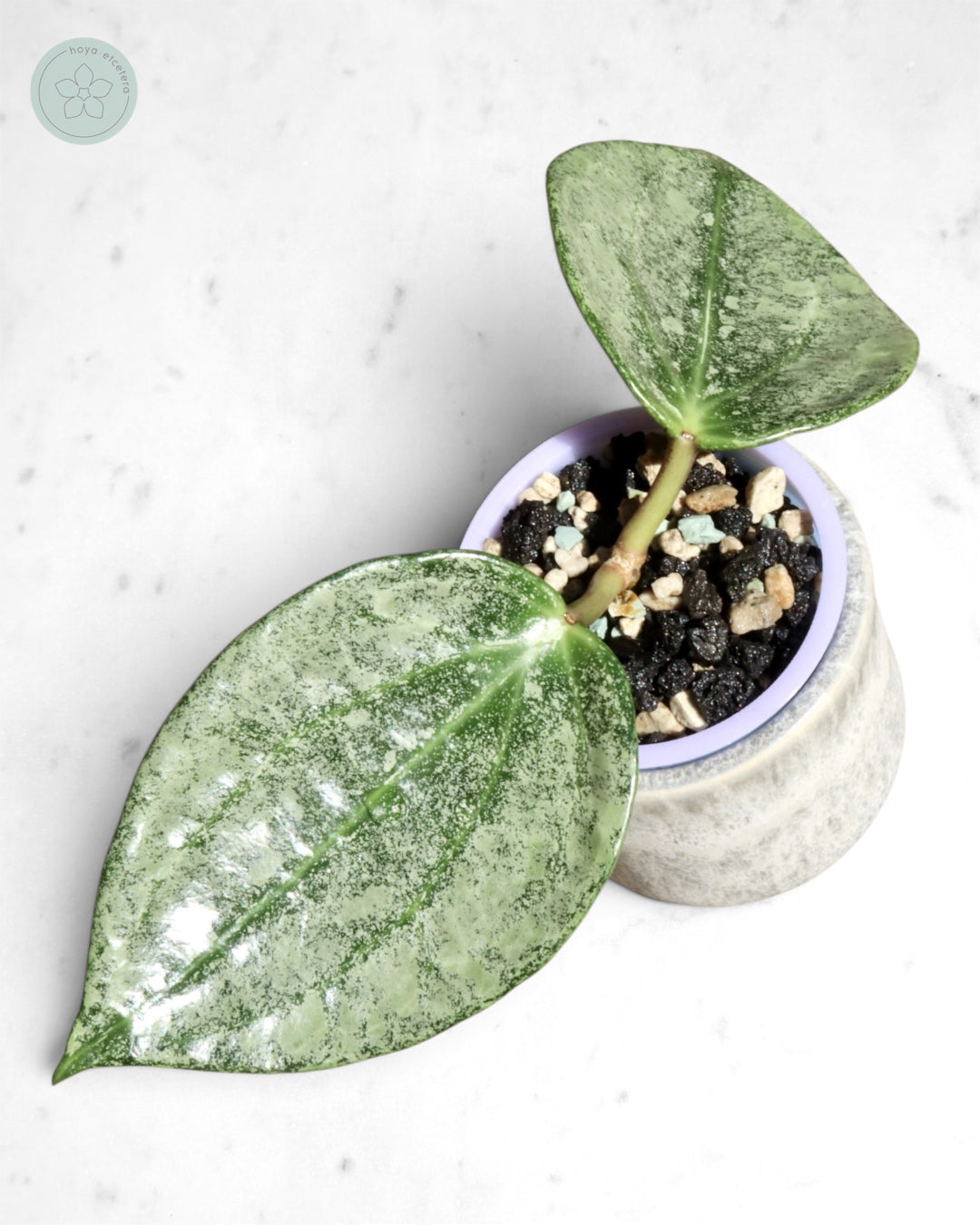 Hoya 'Rimba Perak' (silver)