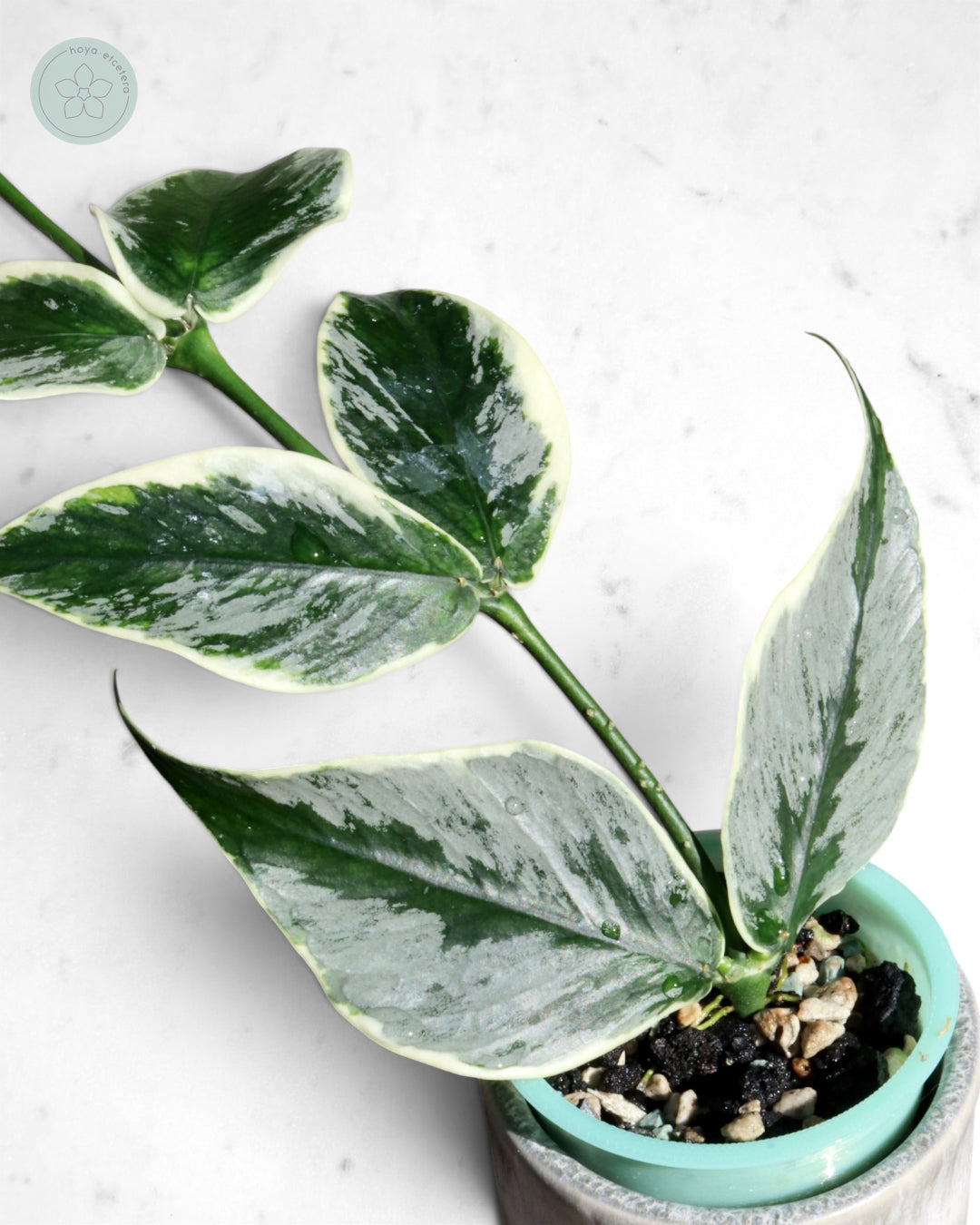 Hoya polyneura 'Diem Fairy Queen' (albo silver)