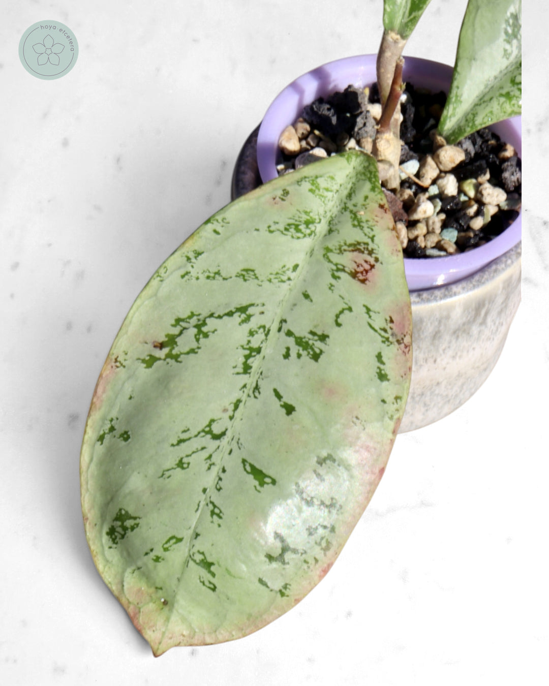 Hoya 'Lorelai'
