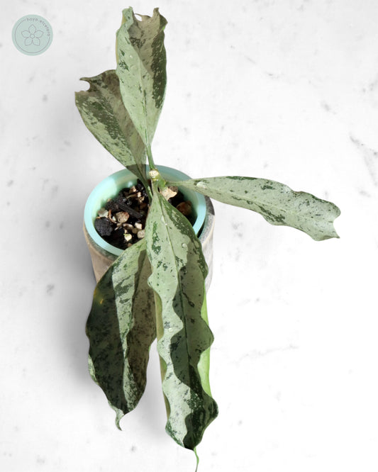 Hoya occultata (silver)