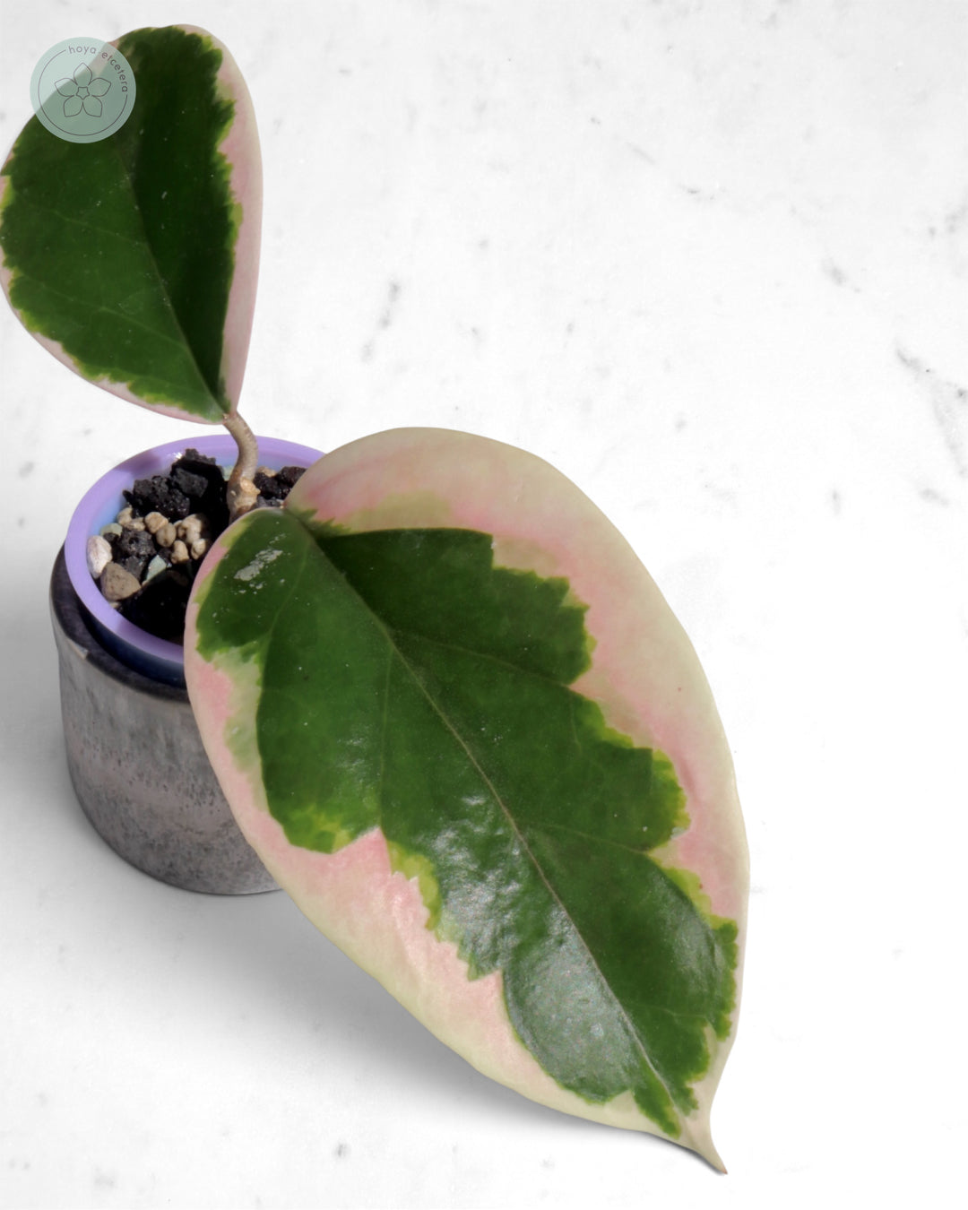 Hoya ilagiorum (albo)
