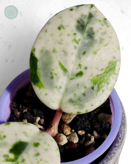 Hoya carnosa 'Madara' (Snow Angel)