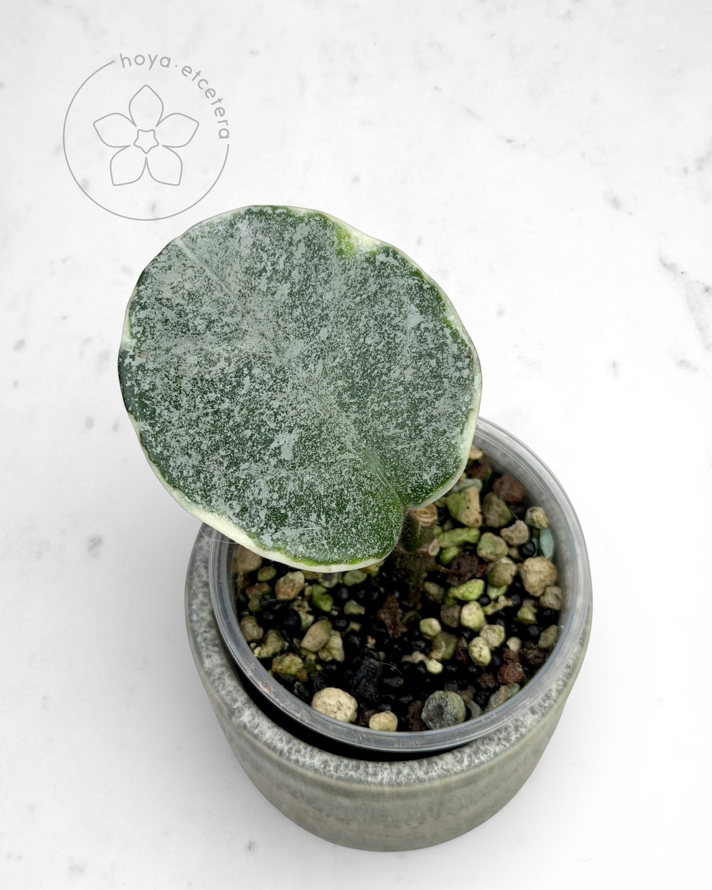 Hoya carnosa 'Argentea Picta'