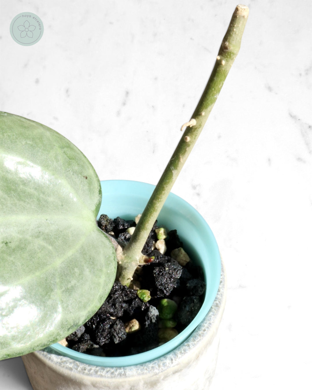 Hoya latifolia (silver)