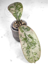 Load image into Gallery viewer, Hoya 'Lorelai'