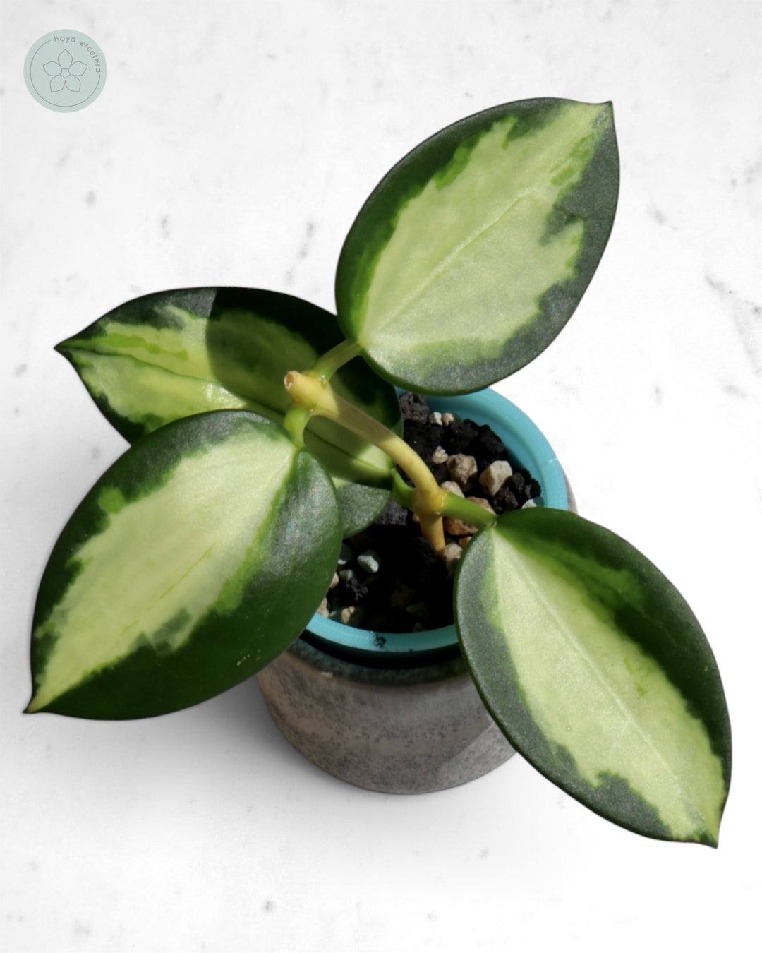 Hoya para (variegated)