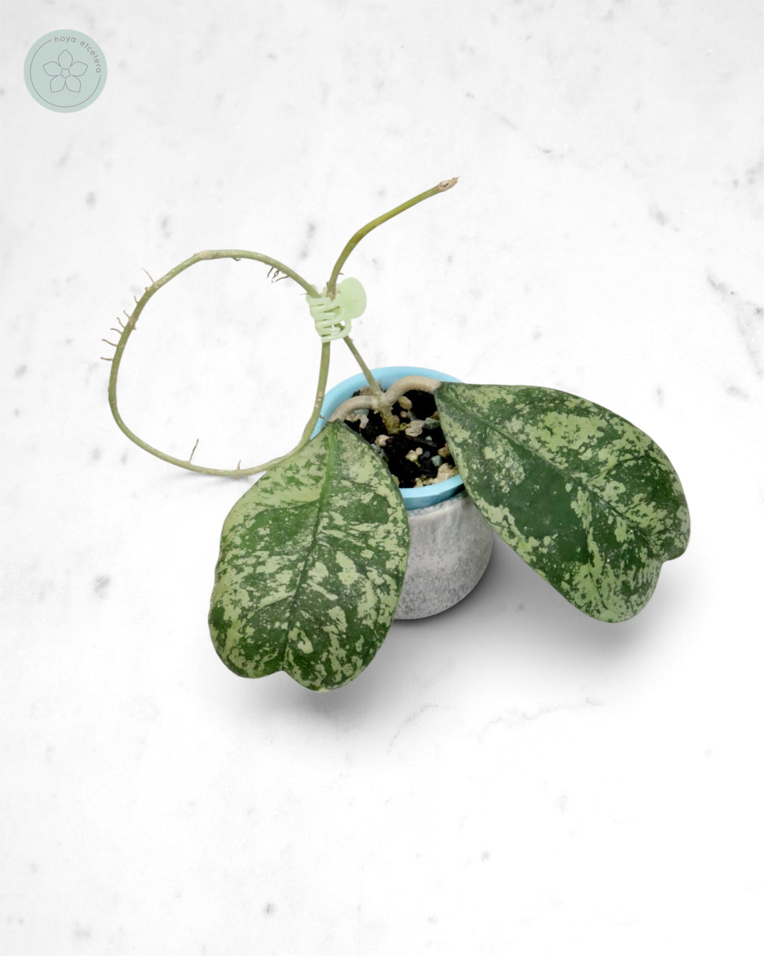 Hoya 'Morning Dew' (silver)