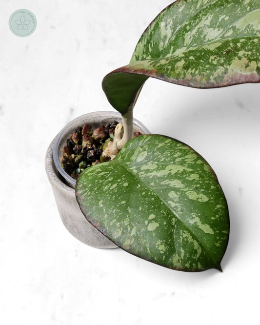 Hoya nervosa x 'Joy' (splash)