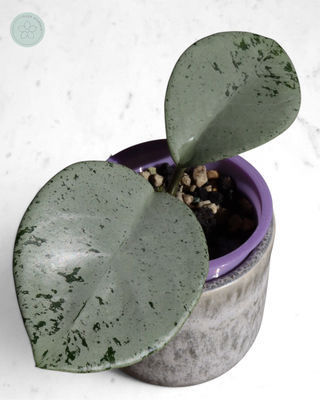 Hoya 'Stardust' (silver)