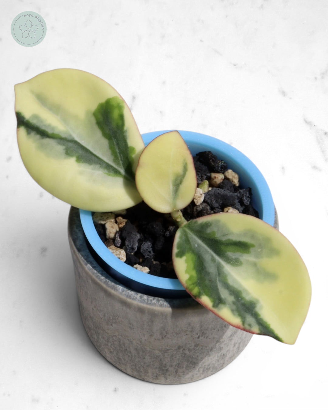 Hoya para 'Emerald Frost'