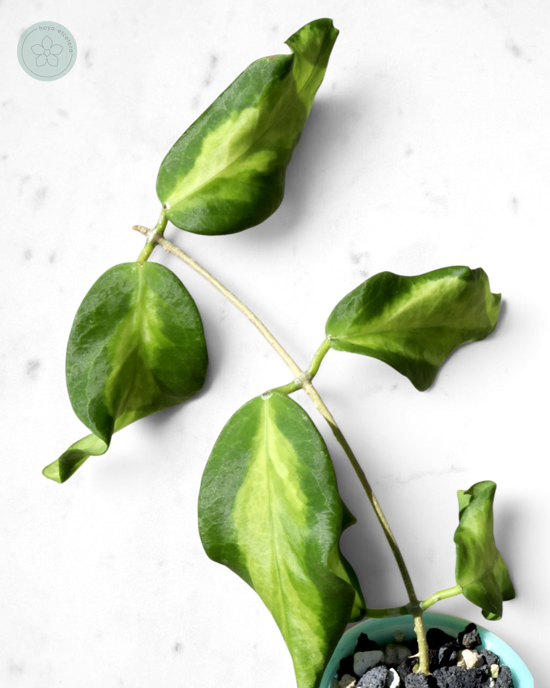 Hoya pimenteliana (variegated)