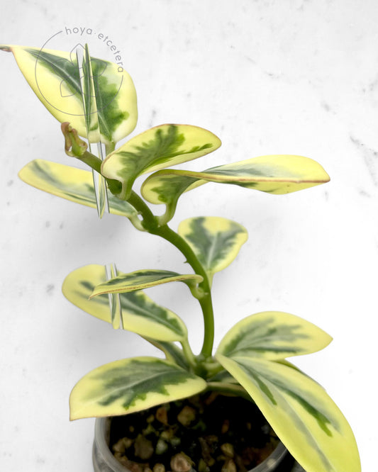 Hoya para 'Emerald Frost'