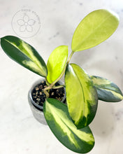 Load image into Gallery viewer, Hoya diversifolia 'Dewata'