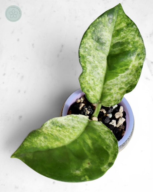 Hoya australis (peridot)