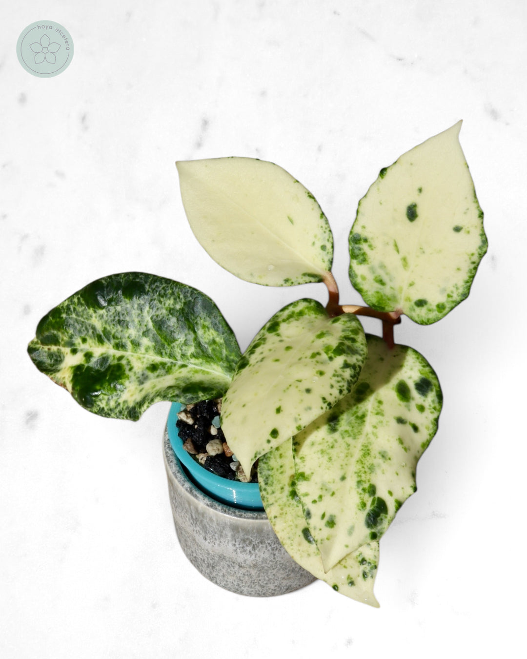 Hoya 'Candy'