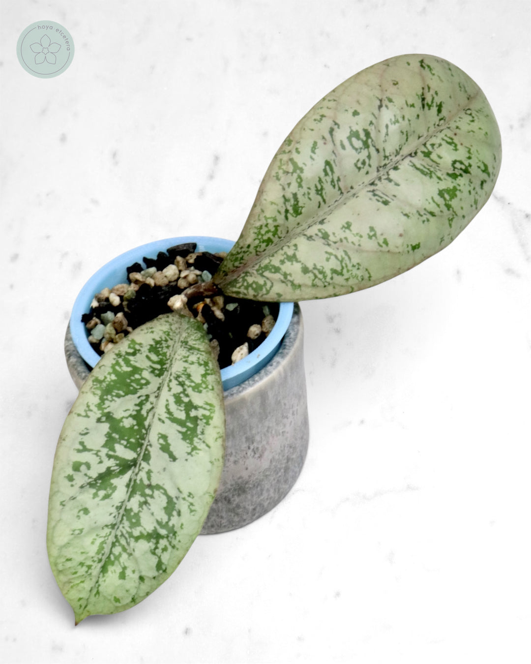 Hoya 'Lorelai'