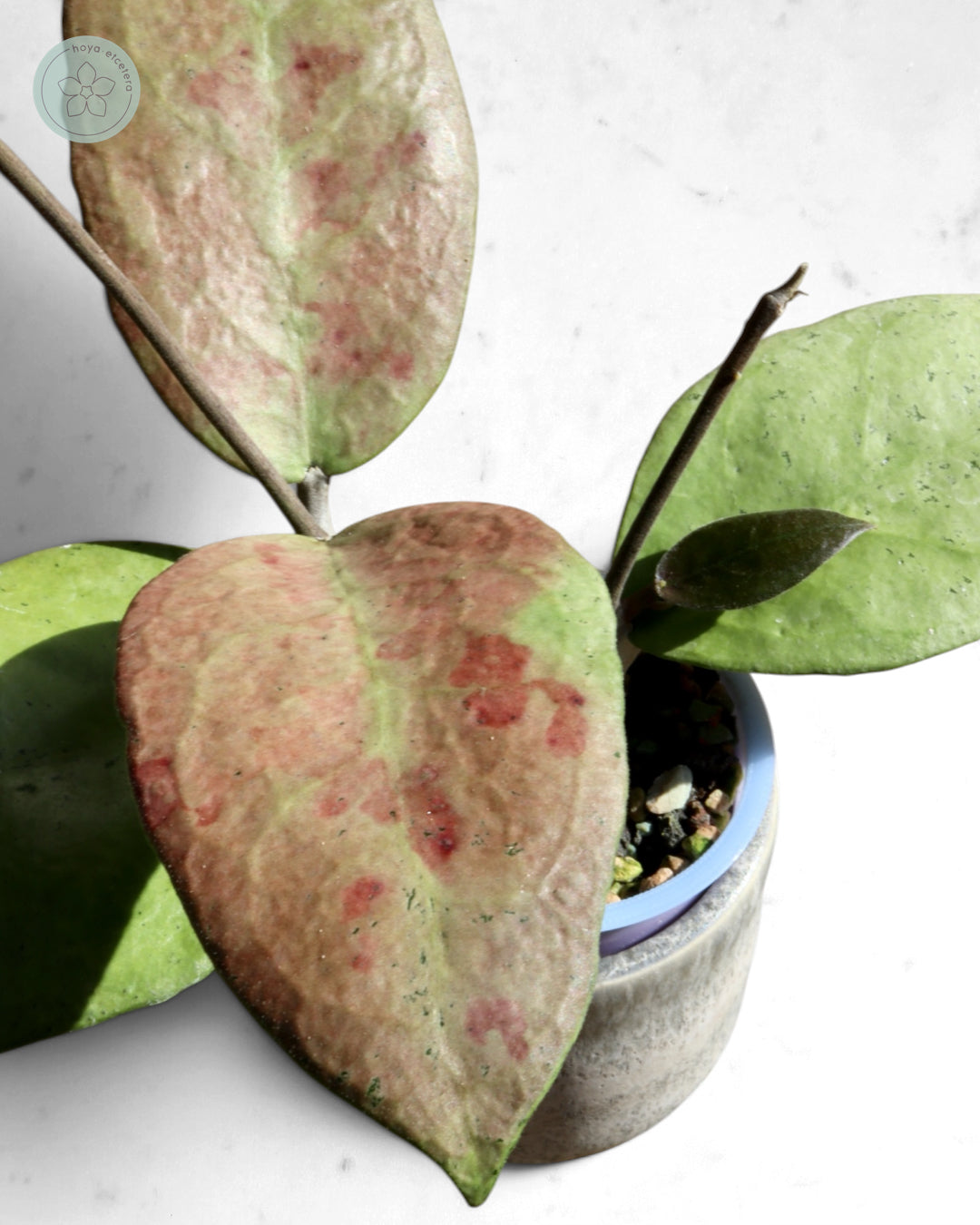 Hoya sp. Menak Sopal (silver)