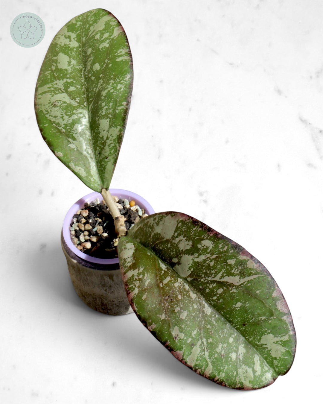 Hoya nervosa x 'Joy' (splash)