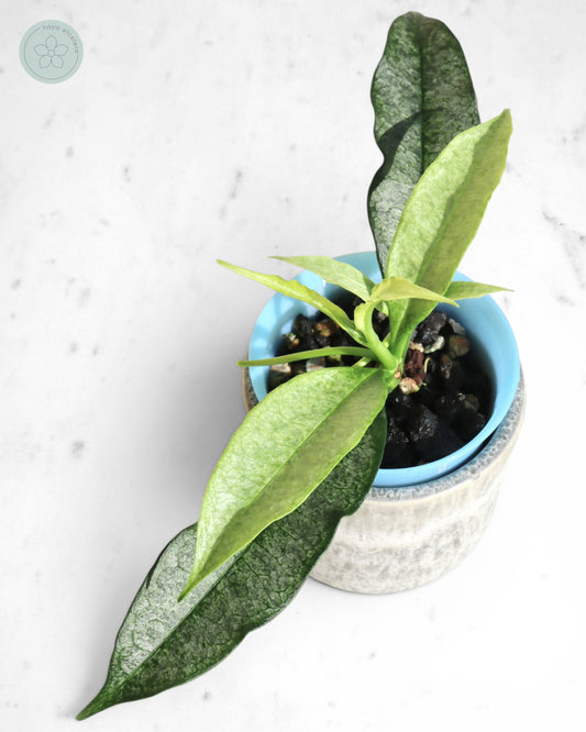Hoya irisae (silver)