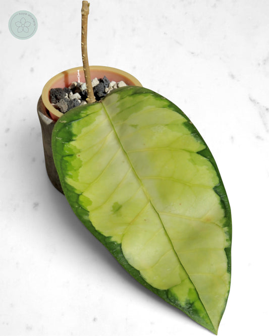 Hoya sp. Aceh 'Ladia Galaska'