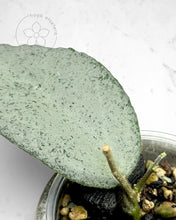 Load image into Gallery viewer, Hoya caudata 'Argene'