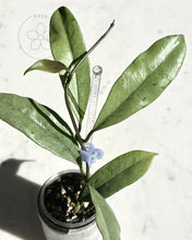 Load image into Gallery viewer, Hoya griffithii (silver clone) ✨ Grower’s Choice cutting 🌱