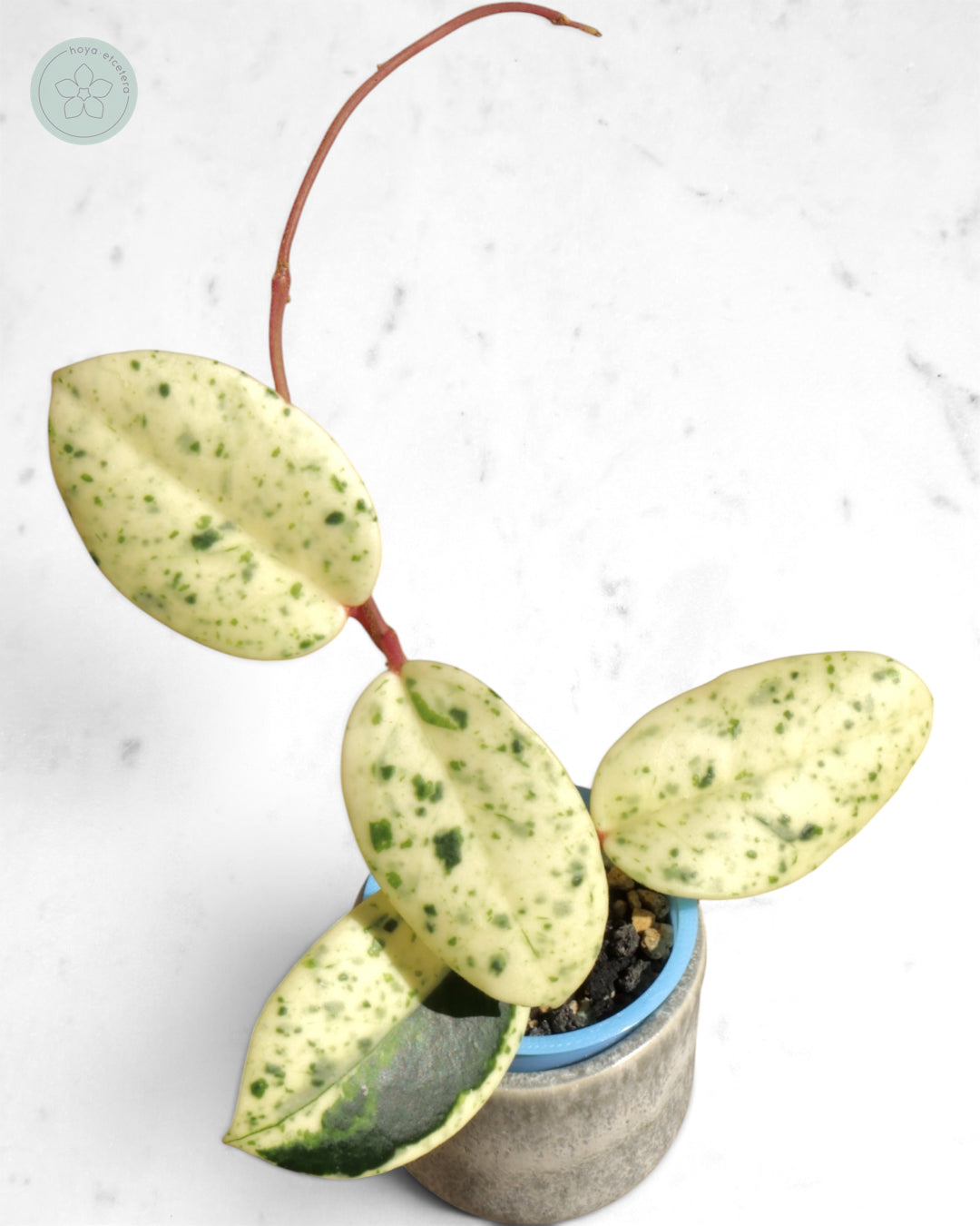Hoya carnosa 'Madara' (Snow Angel) – Hoya etcetera