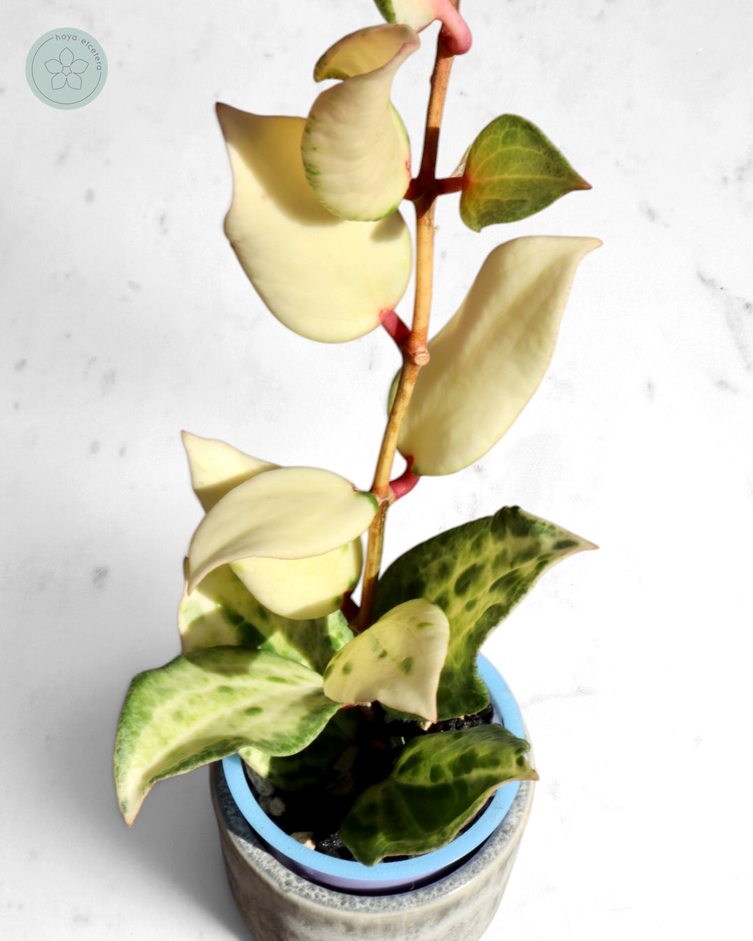 Hoya 'Crocodile'