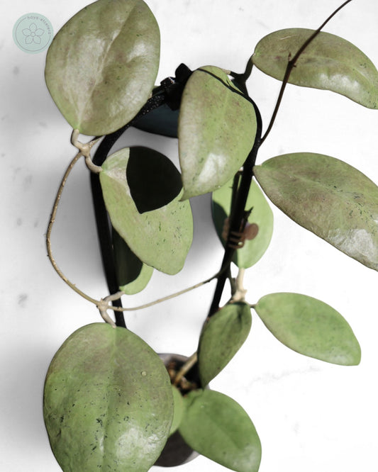 Hoya sp. Menak Sopal (silver)