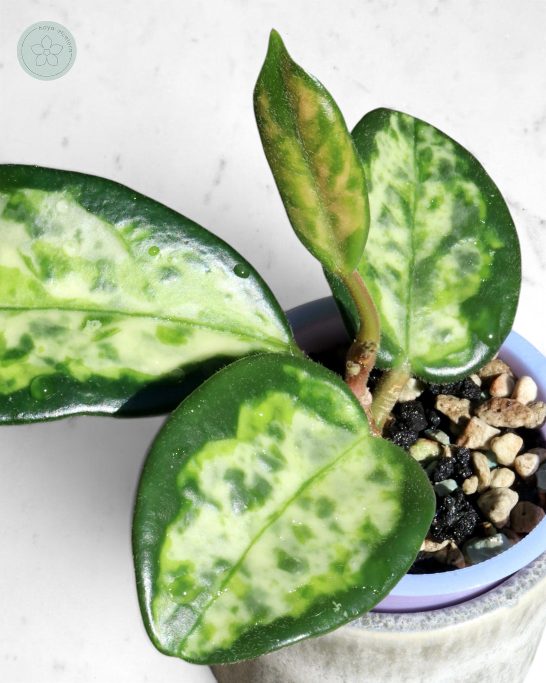 Hoya carnosa 'Madara' (Green Edge)
