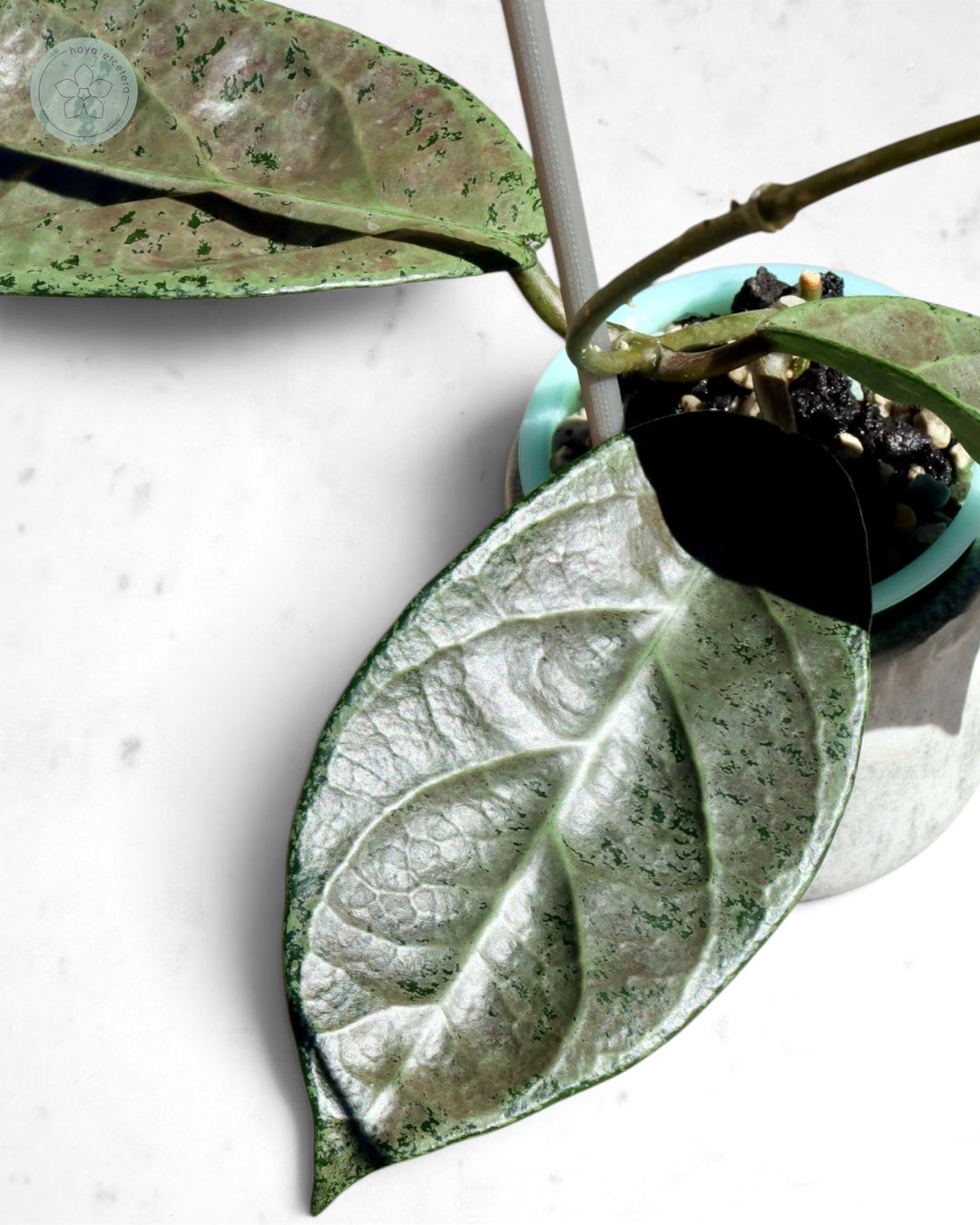 Hoya sp. Lai Chau (silver)