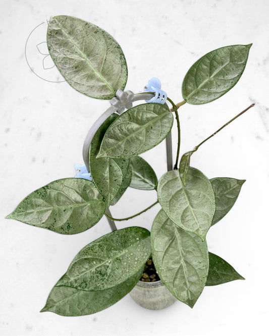 Hoya sp. Lai Chau (silver)
