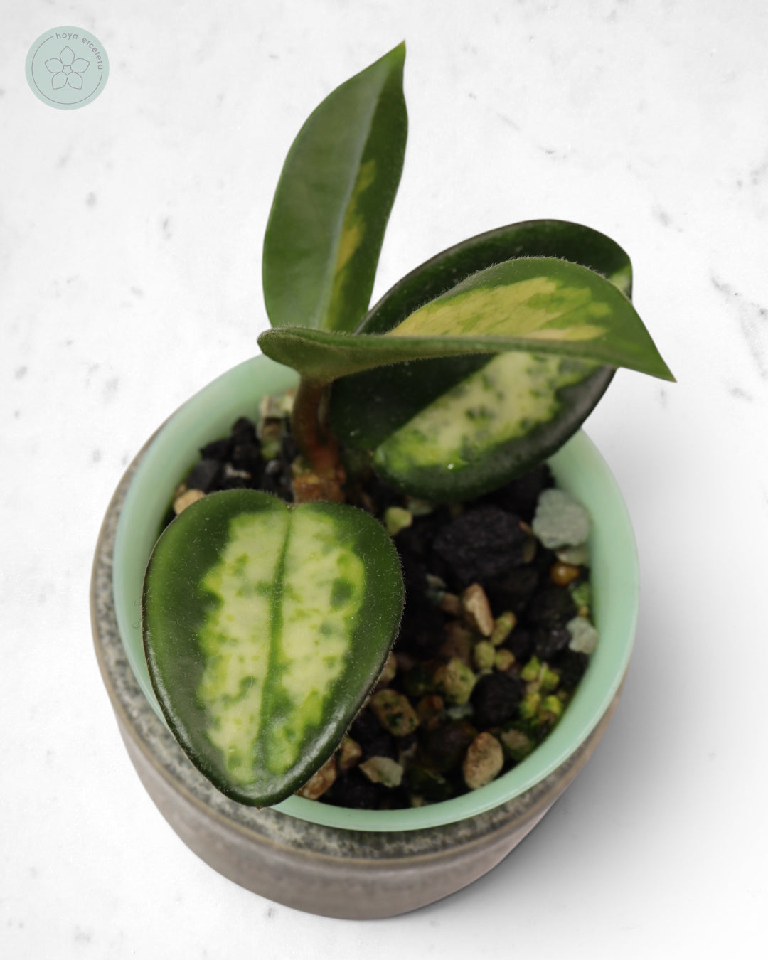 Hoya carnosa 'Madara' (Green Edge)
