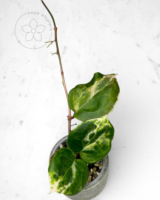 Hoya 'Candy'