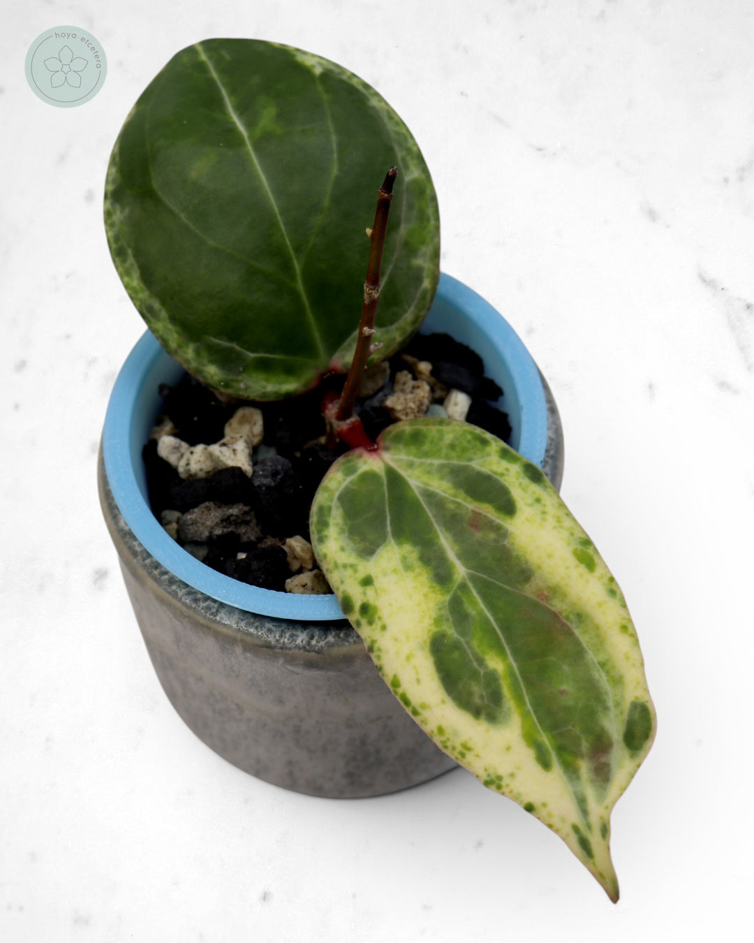 Hoya 'Swiffer’s Nightmare' 🌱 cutting