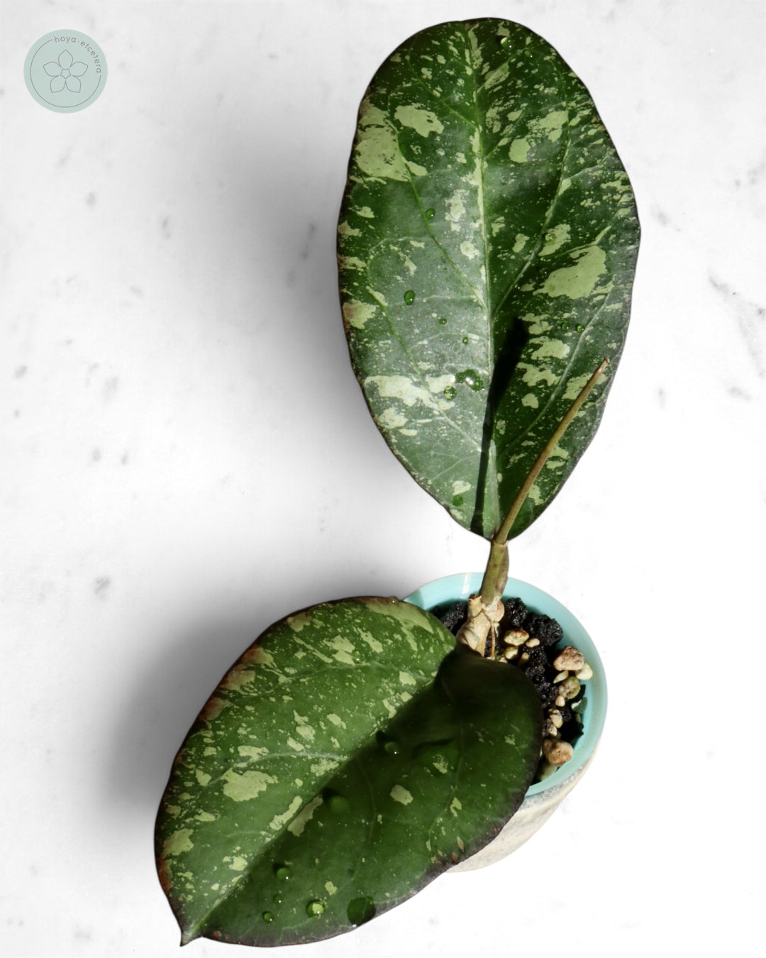Hoya nervosa x 'Joy' (splash)