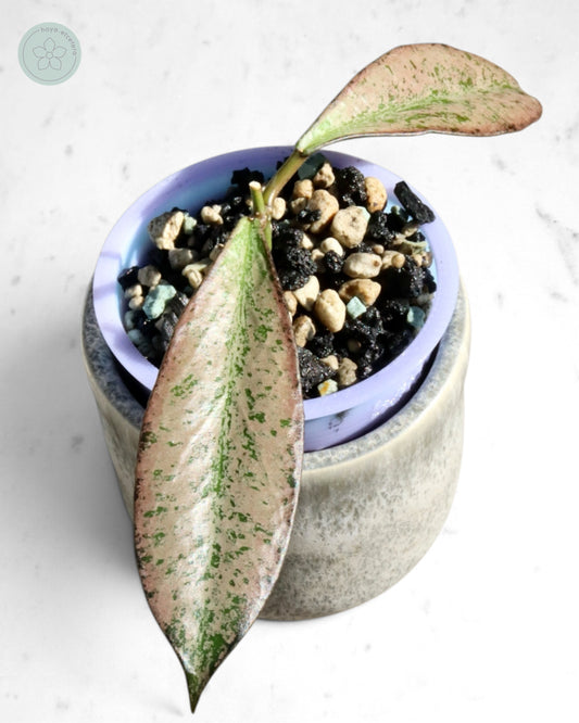 Hoya 'Argentella Luna'