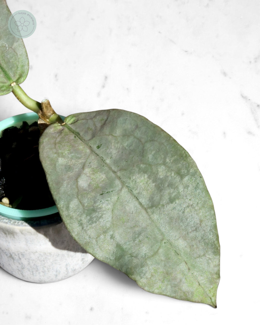 Hoya mitrata (Pearl Gold)