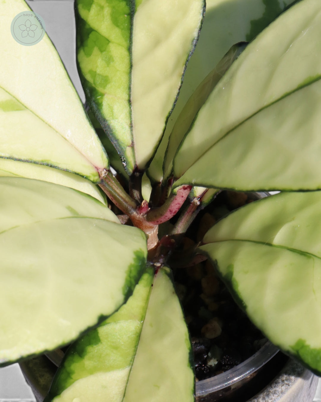 Hoya crassipetiolata (variegated)