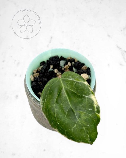 Hoya 'Candy'