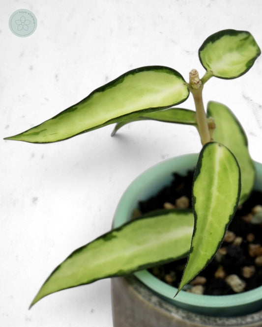 Hoya burmanica (variegated)