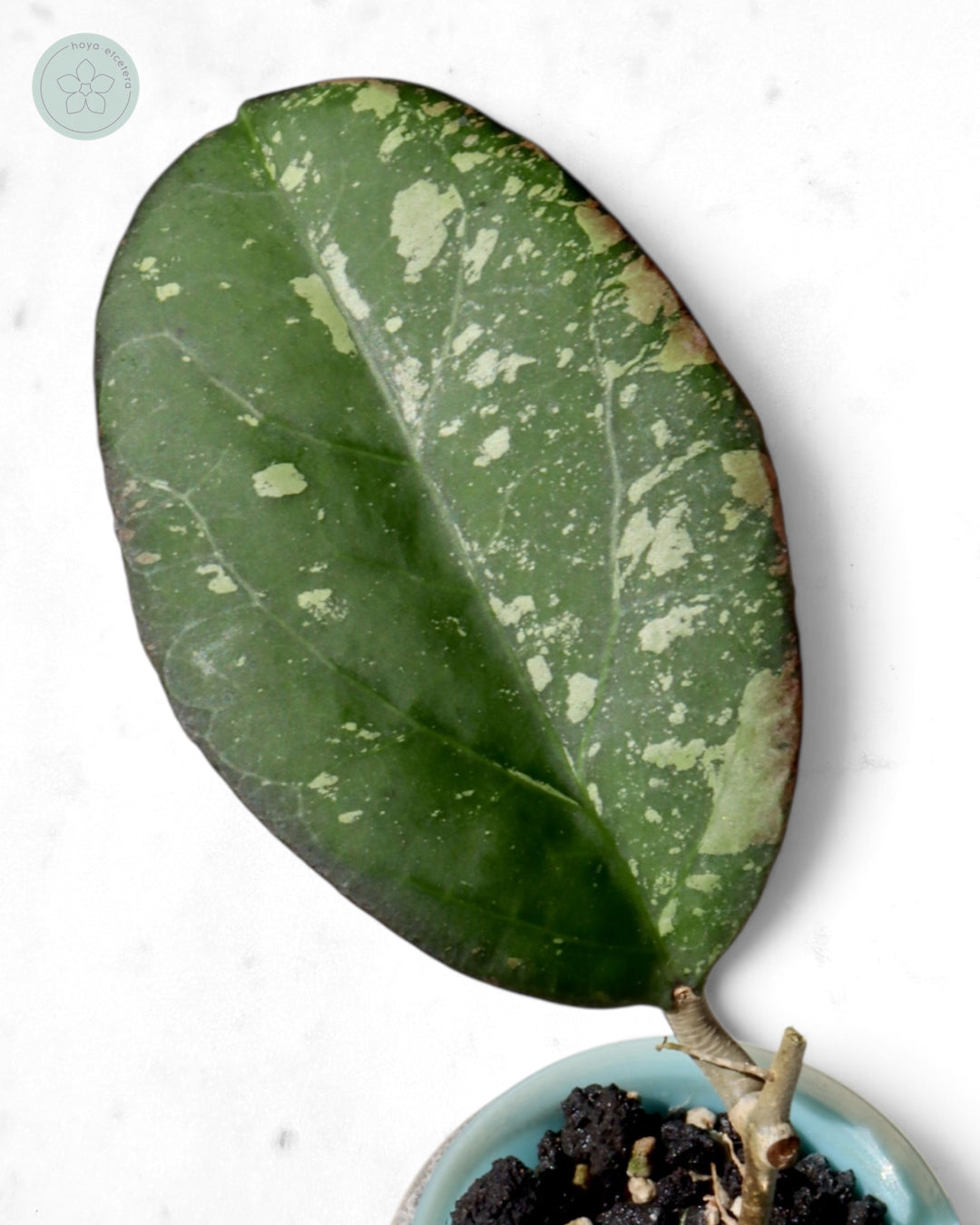 Hoya nervosa x 'Joy' (splash)