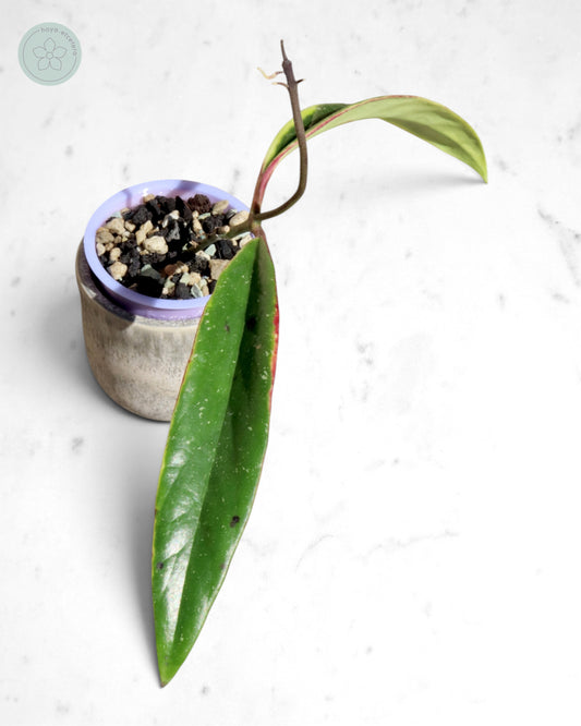 Hoya sulawesiana (albo)