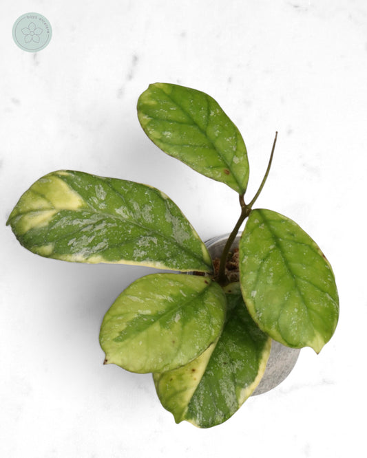 Hoya AH0001 (albo)